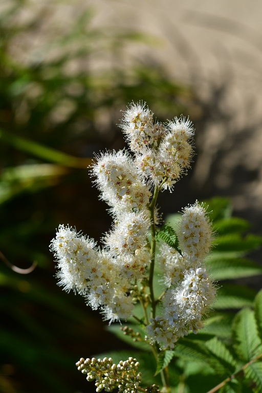 London/Hyde Park/DSC_1349.JPG